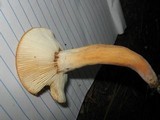 Lactarius volemus image