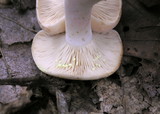 Lactarius chrysorrheus image