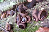 Bulgaria inquinans image