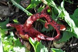 Clathrus archeri image
