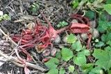 Clathrus archeri image
