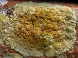 Caloplaca saxicola image