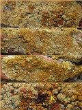 Caloplaca saxicola image
