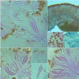 Caloplaca saxicola image
