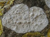 Dirina massiliensis image