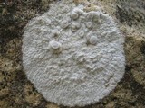 Dirina massiliensis image