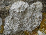Dirina massiliensis image