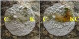 Dirina massiliensis image
