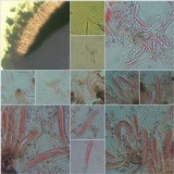 Dirina massiliensis image