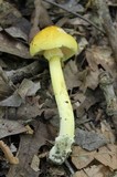 Amanita banningiana image