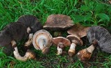 Agaricus lilaceps image