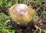 Amanita flavorubens image