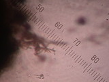 Mycenastrum corium image
