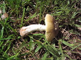 Amanita flavorubens image