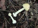 Amanita praecox image