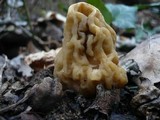 Verpa bohemica image