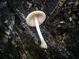 Volvariella murinella image