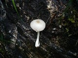 Volvariella murinella image