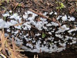 Ceratiomyxa fruticulosa var. fruticulosa image