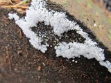 Ceratiomyxa fruticulosa var. fruticulosa image