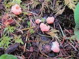 Tubulifera arachnoidea image