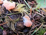 Tubulifera arachnoidea image