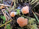 Tubulifera arachnoidea image