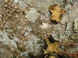 Lasallia papulosa image
