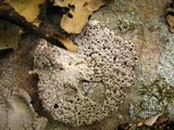 Lasallia papulosa image