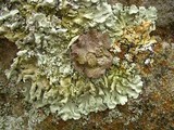 Lasallia papulosa image