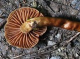 Cortinarius distans image