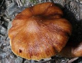 Cortinarius distans image