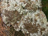 Umbilicaria muehlenbergii image