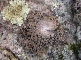 Lasallia papulosa image