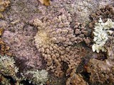 Lasallia papulosa image