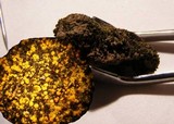 Candelariella vitellina image