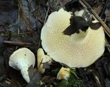Hydnum repandum var. albidum image