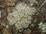 Trapeliopsis granulosa image