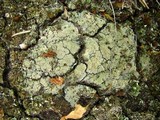 Trapeliopsis granulosa image