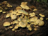 Gymnopilus aeruginosus image