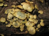Gymnopilus aeruginosus image