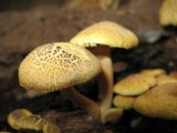 Gymnopilus aeruginosus image