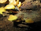 Gymnopilus aeruginosus image