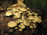 Gymnopilus aeruginosus image