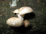 Oudemansiella platensis image