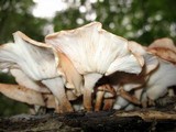 Lentinula boryana image