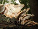 Lentinula boryana image