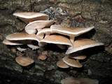 Lentinula boryana image