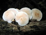 Lentinula boryana image