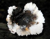 Thelephora vialis image